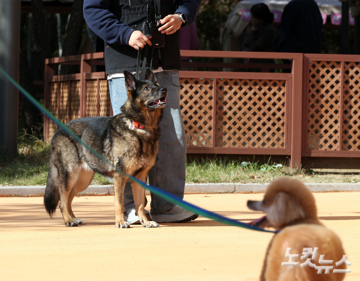 반려동물 교육 프로그램에 참여한 반려견과 보호자들이 야외산책을 하고 있다. 황진환 기자