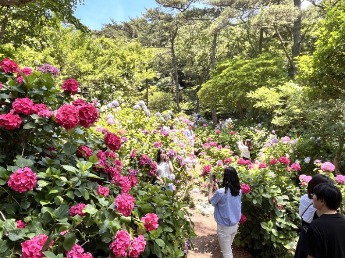 태종대 수국문화축제 모습. 부산시설공단 제공