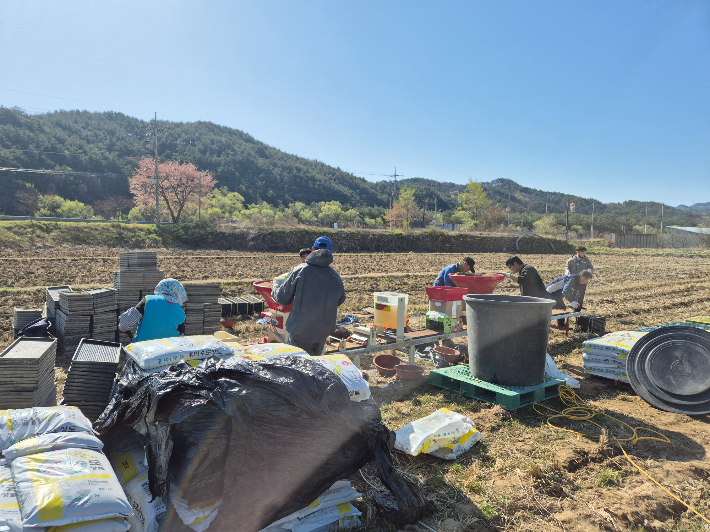 농민들이 못자리 작업을 하고 있다. 포항CBS 자료사진
