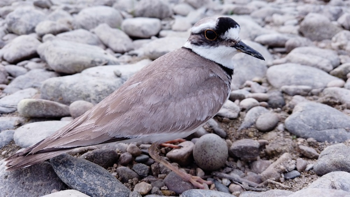 2024년 5월 세종보 농성장에서 확인한 멸종위기종 흰목물떼새의 번식 모습. 대전환경운동연합 홈페이지 캡처
