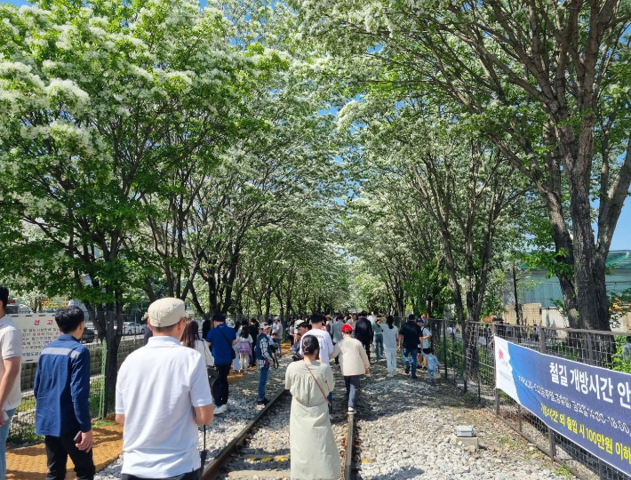 이팝나무꽃이 핀 전주시 팔복동 철길. 전주시 제공