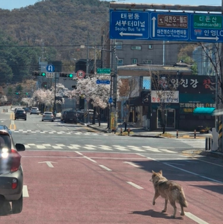 대전 오월드서 늑대 탈출…250여 명 투입 수색 "발견 시 신고"
