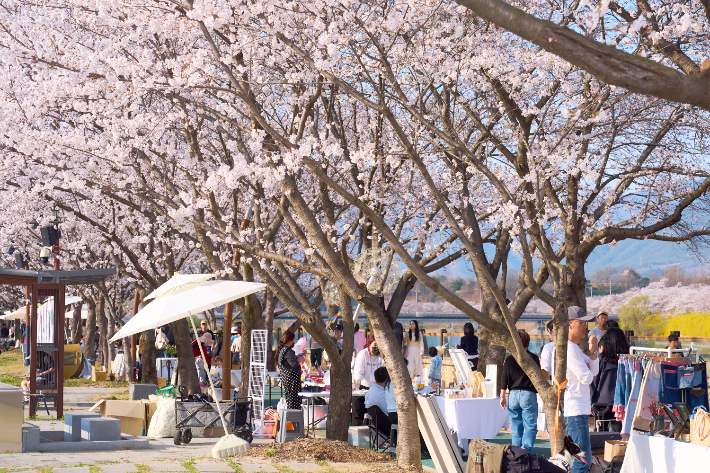 구례 벚꽃길. 구례군 제공 