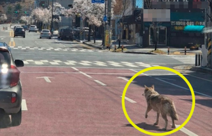 오월드 늑대 탈출 11시간째…"48시간 골든타임 내 포획 총력"