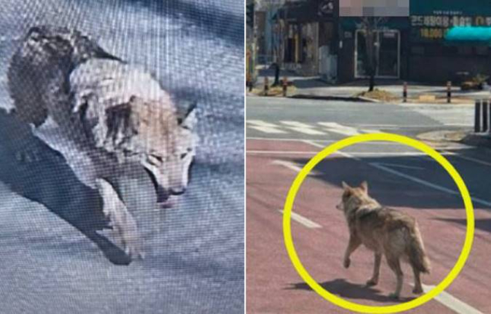 탈출한 늑대가 도심을 배회하고 있다. 대전소방본부 제공