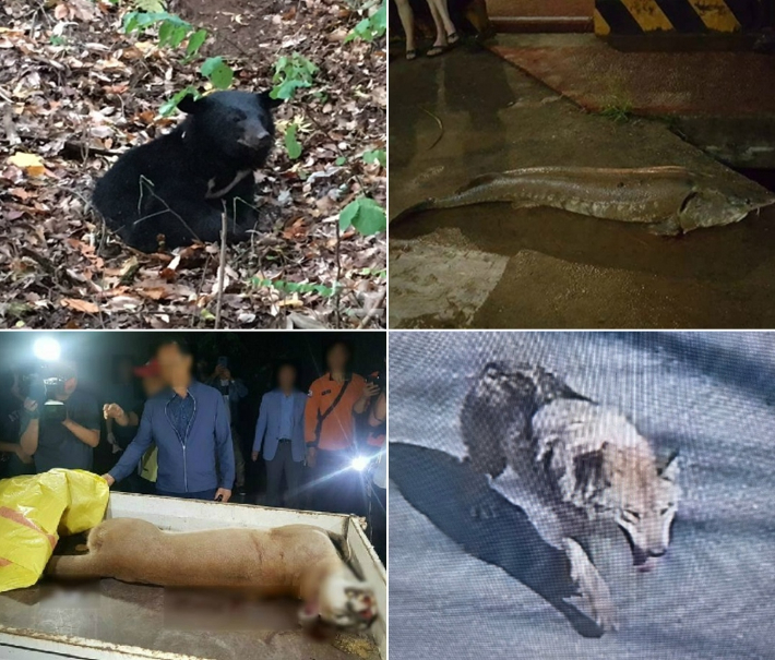 왼쪽 위부터 시계 방향 대전 아쿠아월드 반달가슴곰 탈출, 대전천에서 발견된 철갑상어, 오월드 퓨마 탈출, 오월드 늑대 탈출. 당시 자료사진 