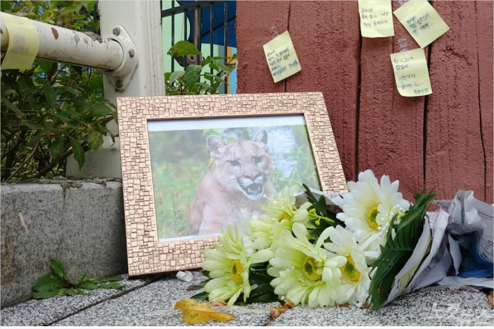 당시 사살된 퓨마를 추모하는 공간. 김미성 기자