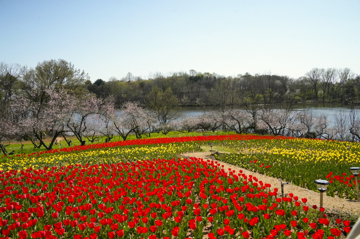 익산 신흥공원 튤립. 익산시 제공
