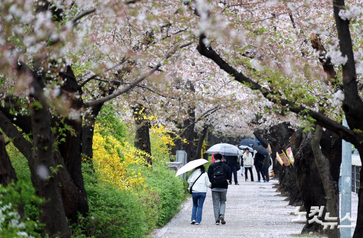 봄비 맞으며 벚꽃길 산책