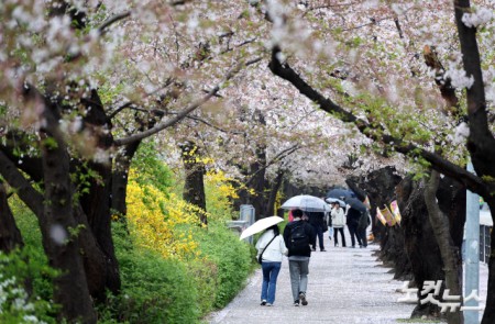 봄비 맞으며 벚꽃길 산책