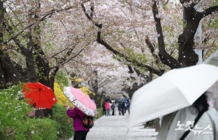 봄비 맞으며 벚꽃길 산책