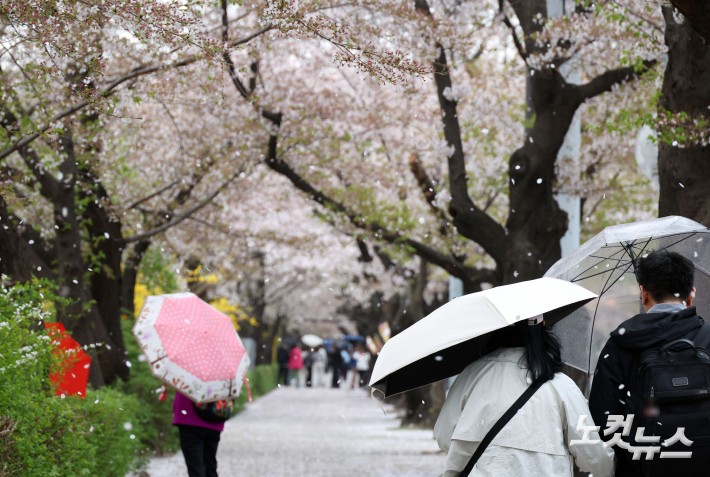 봄비 내리는 벚꽃길