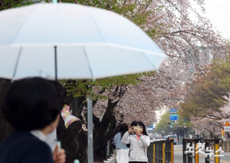 봄비 맞으며 벚꽃 구경