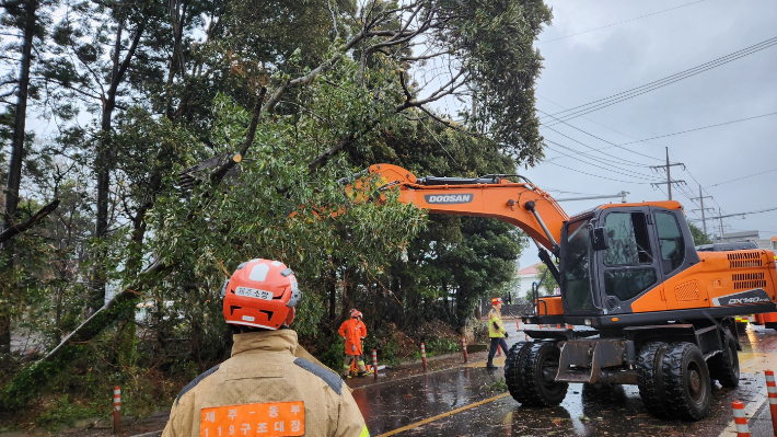 9일 오전 10시 22분쯤 제주시 구좌읍에서 강풍에 나무가 쓰러져 소방당국이 조치하고 있다. 제주소방안전본부 제공