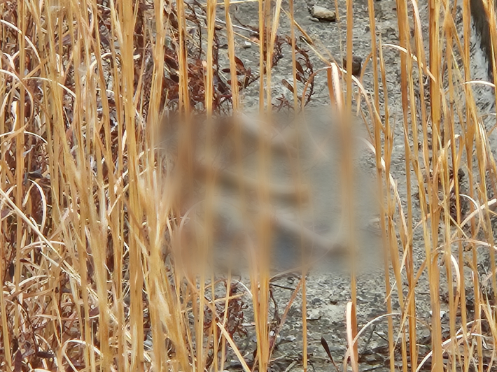 지난 3월 12·29 여객기 참사 유가족들이 참사 현장인 무안국제공항 담벼락 외곽로를 순찰하던 중 발견한 유해 조각. 최근 감식 결과 실제 희생자의 유해로 판명됐다. 12·29 무안공항 제주항공 여객기 참사 유가족협의회 제공
