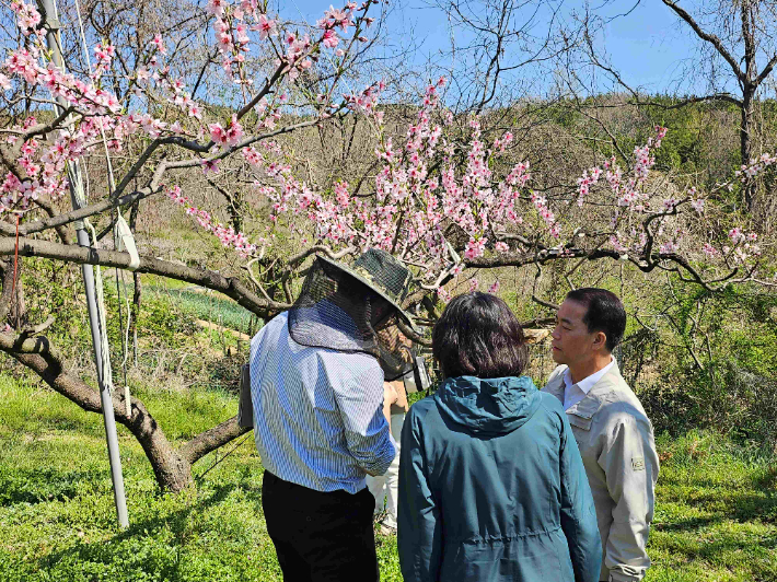 전라남도는 농업기술원과 함께 과수농가를 대상으로 최근 우박과 냉해에 따른 선제 현장 지도에 나서며 과수농가 피해 최소화에 총력을 기울이고 있다. 전라남도 제공 