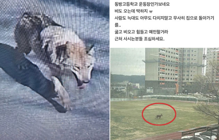 대전 오월드 사파리를 탈출한 늑대가 학교 운동장을 배회하고 있다며, 사실이 확인되지 않은 게시글이 인터넷에서 떠돌고 있다. 대전소방본부·독자 제공