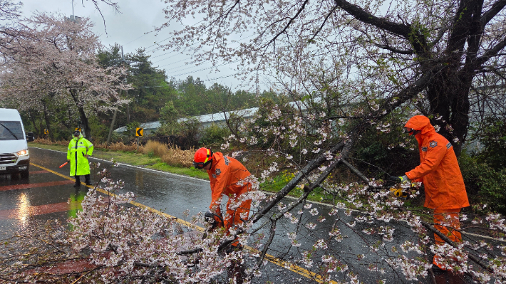 9일 오전 10시38분쯤 서귀포시 대포동의 가로수가 부러져 소방당국이 조치하고 있다. 제주소방안전본부 제공   