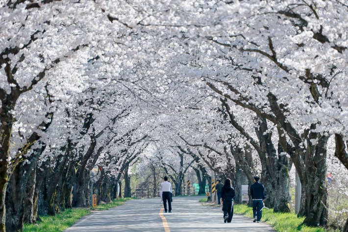 경주 암곡동 일원 도로 구간이 '암곡 벚꽃 터널'로 불리며 늦은 개화로 절정을 이루고 있다. 경주시 제공