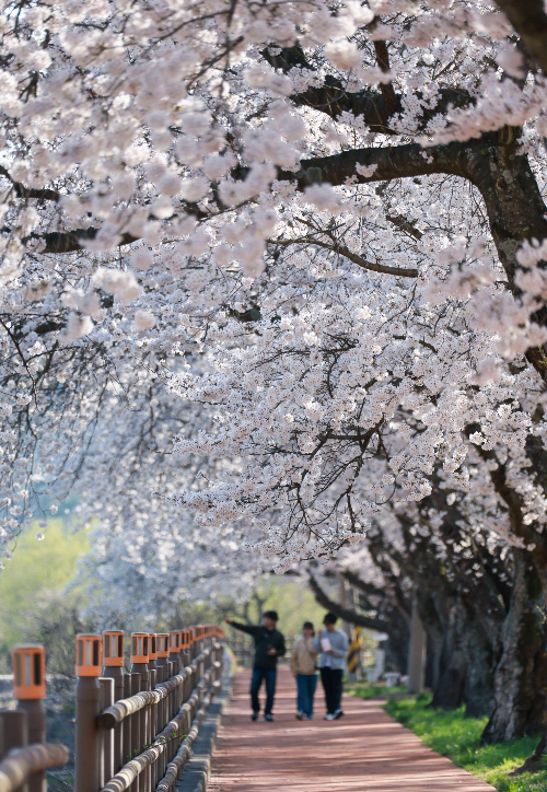경주 암곡동 일원 도로 구간이 '암곡 벚꽃 터널'로 불리며 늦은 개화로 절정을 이루고 있다. 경주시 제공
