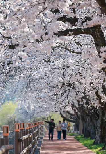 경주 암곡동 일원 도로 구간이 '암곡 벚꽃 터널'로 불리며 늦은 개화로 절정을 이루고 있다. 경주시 제공