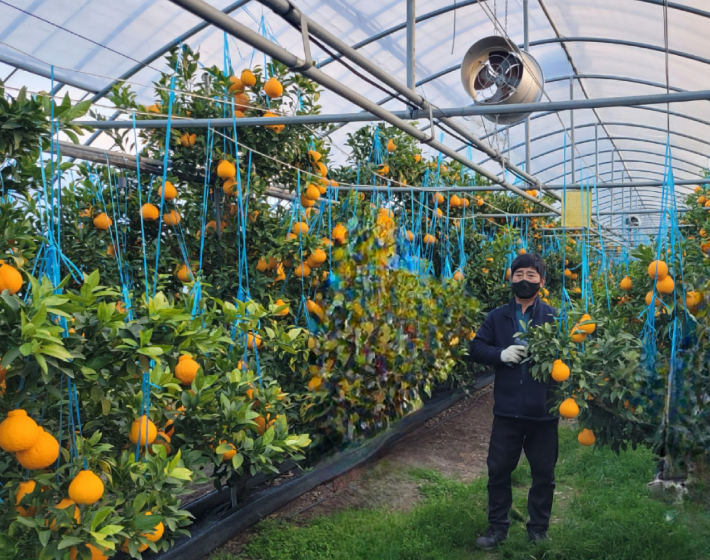 경주지역 한 농가에서 친환경 경주봉 출하를 준비하고 있다. 경주시 제공