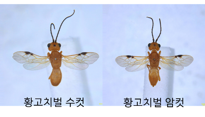 황고치벌. 국립산림과학원 제공