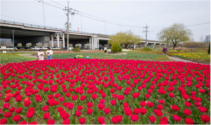 화명생태공원에 튤립이 만개했다.  부산시 낙동강관리본부 제공