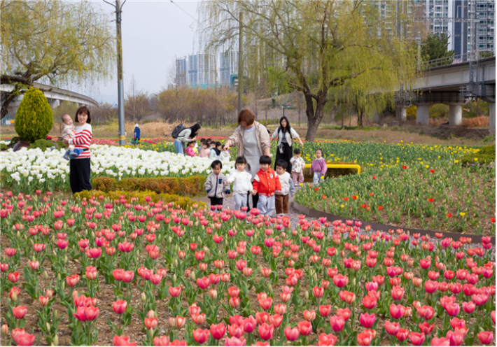 화명생태공원에 튤립이 만개했다.  부산시 낙동강관리본부 제공