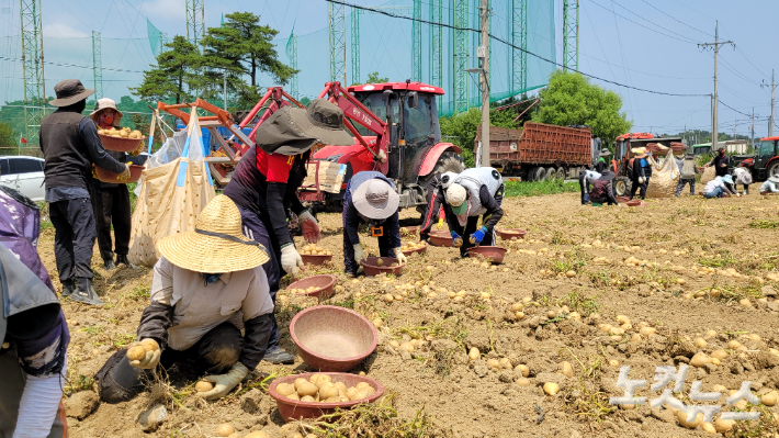 감자 밭에서 일하고 있는 외국인 계절근로자들. 전영래 기자