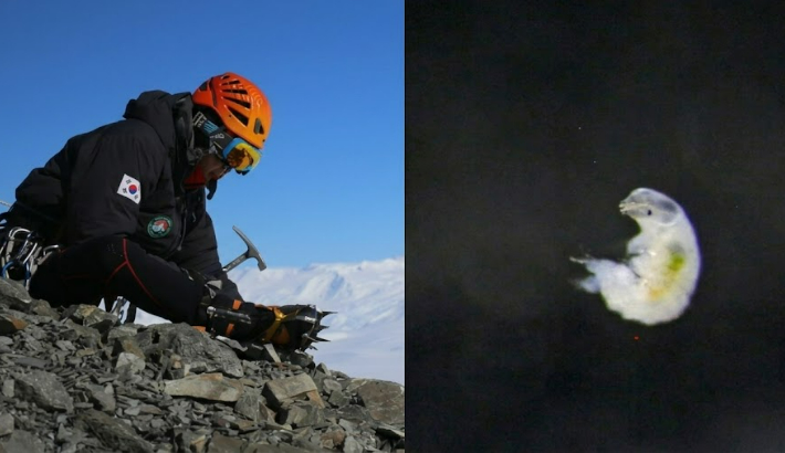 극지 연구 활동 중인 김지훈 연구원과 물곰으로 불리는 완보동물 사진. 극지연구소 제공