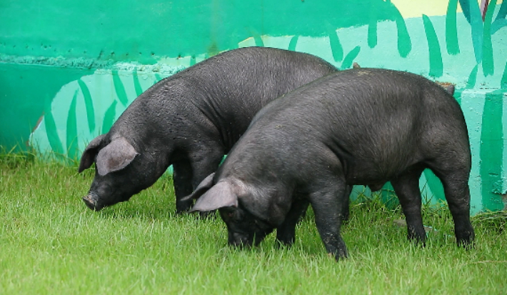 국내 고유 유전자원을 활용해 개발된 한국형 흑돼지 '우리흑돈'. 농촌진흥청 제공