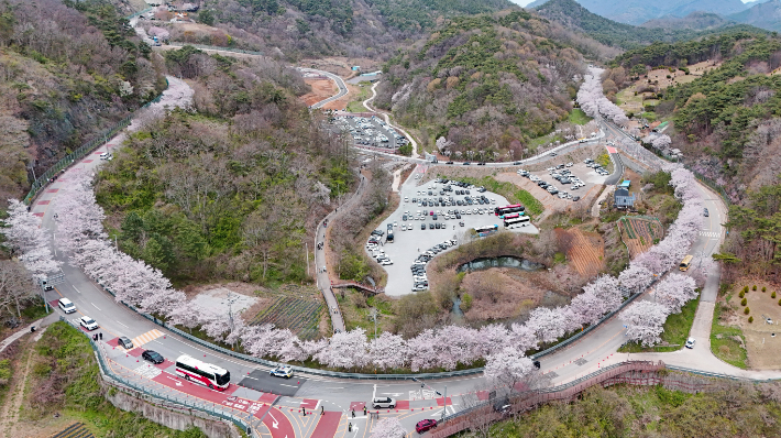 임실 옥정호 주변 벚꽃길. 임실군 제공