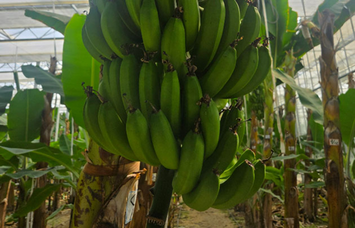 신안 무농약 '1004섬 바나나'. 전라남도 제공