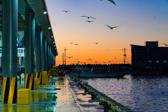 울진 바다의 손길이 모이는 새벽, 죽변항 오징어 위판 현장. 울진군 제공