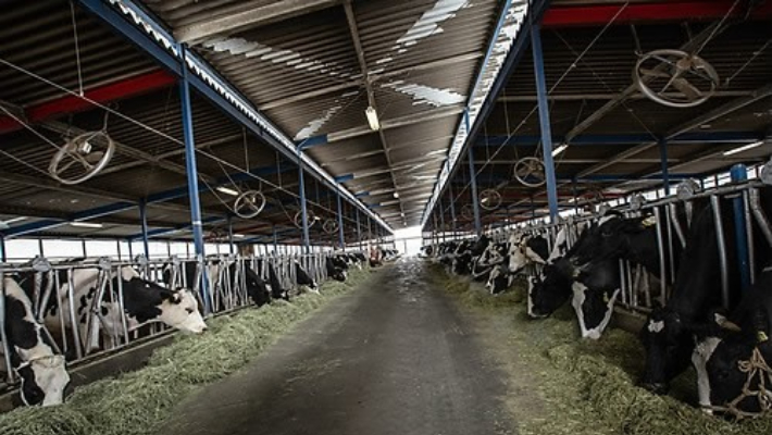 소 농가. 기사와 직접 관련없는 사진. 연합뉴스