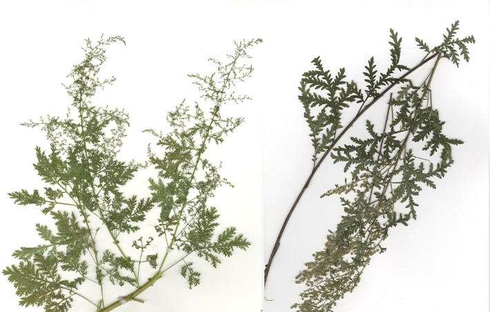 유사한 모양을 띄고 있는 청호(왼쪽)와 한인진. 한의학연 제공