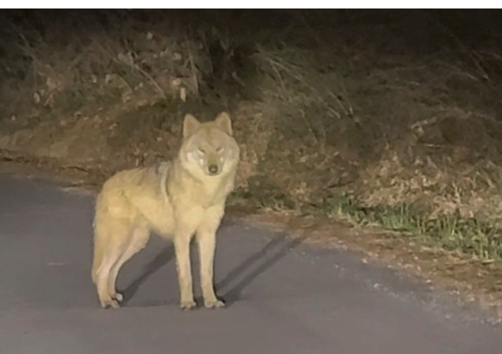 연합뉴스     (대전=연합뉴스) 대전 오월드 탈출 이후 한동안 행방이 묘연했던 늑대 '늑구'가 13일 오후 10시 43분께 오월드 인근 야산에서 목격됐다. 사진은 목격한 시민이 찍은 영상 갈무리. 2026.4.14 [독자 강준수 씨 제공. 재판매 및 DB 금지]     swan@yna.co.kr (끝)   <저작권자(c) 연합뉴스, 무단 전재-재배포, AI 학습 및 활용 금지> 연합뉴스