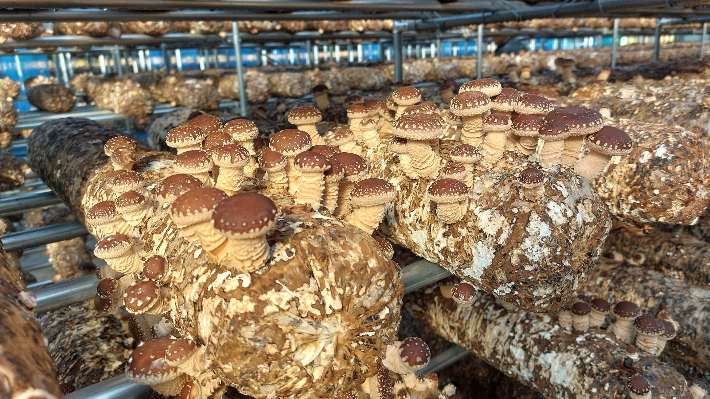 표고버섯 재배 농가. 울진군 제공