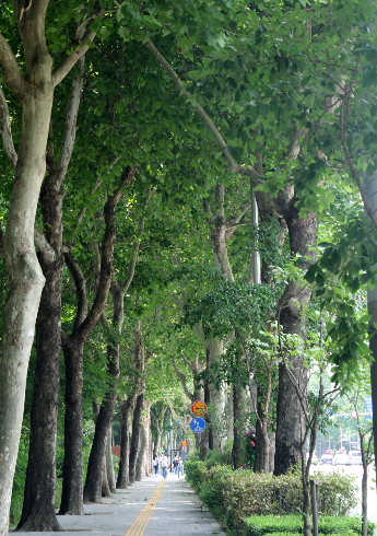 노원구 양버즘나무길. 국립산림과학원 제공