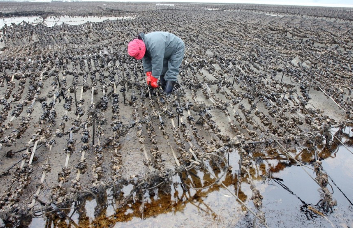 굴 양식장(해당 기사와 직접적 관련 없음). 연합뉴스
