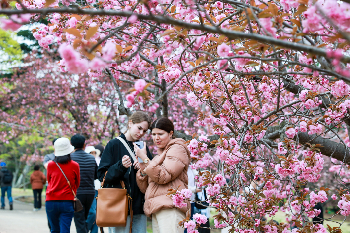 경주 불국사공원 겹벚꽃 아래에서 방문객들이 사진을 찍으며 추억을 남기고 있다. 경주시 제공