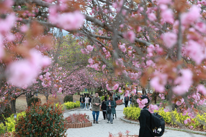 벚꽃이 터널을 이룬 불국사공원에 상춘객들의 발길이 이어지고 있다. 경주시 제공