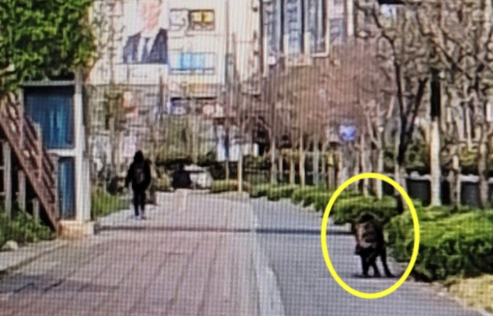 세종시 반곡동 수루배 6단지에서 목격된 멧돼지. 세종시 제공