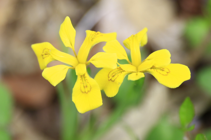 전북 내장산에 핀 노랑붓꽃. 내장산국립공원 제공