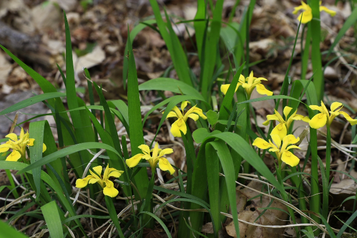 전북 내장산에 핀 노랑붓꽃. 내장산국립공원 제공
