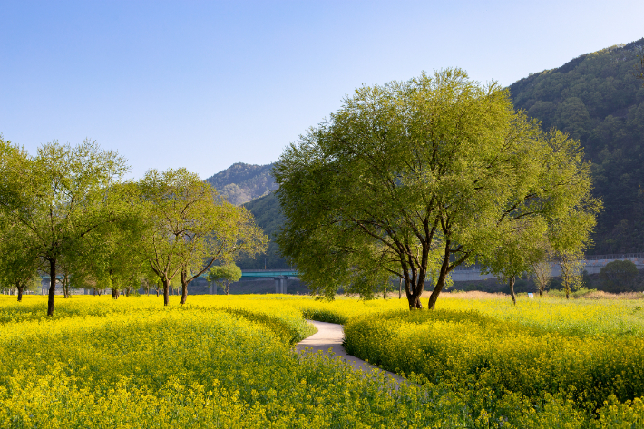 2023년 유채꽃 축제 장소. 옥천군 제공