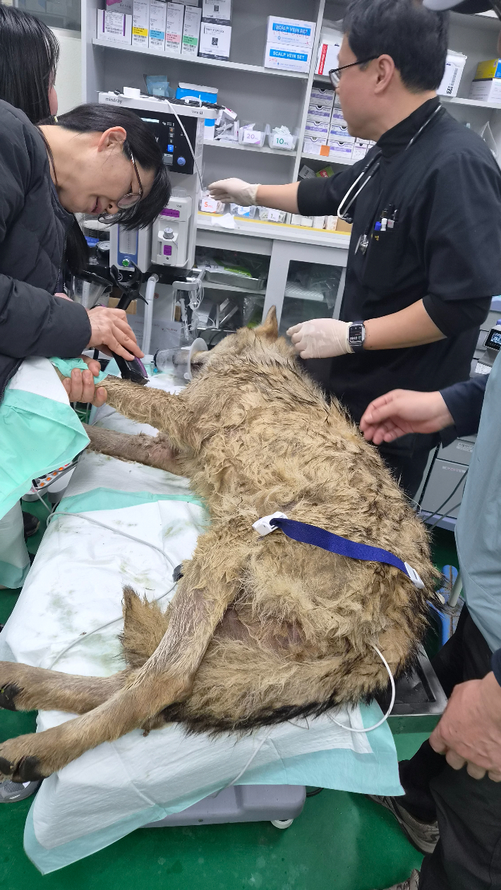 포획된 늑구는 맥박과 체온 모두 정상인 상태였다.  대전시 제공