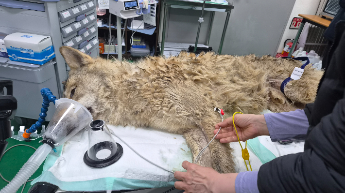 늑구. 대전시 제공