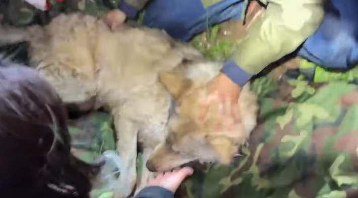 전 국민 애태운 '늑구' 9일 만에 집으로…건강 상태 양호[노컷브이]